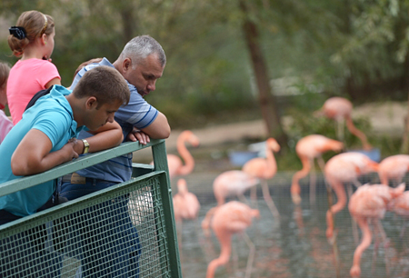 В Московском зоопарке появились на свет птенцы фламинго