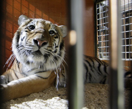 Специалисты изучат причину смерти юного тигра в Хабаровском крае