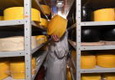 Ингушетия в 2020г намерена запустить первое в республике производство элитных сыров из собственного сырья