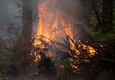 Площадь природных пожаров в Приамурье с начала сезона превысила 22 тыс. га