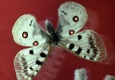 Редчайший вид краснокнижной бабочки обнаружили в Алтайском крае