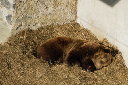 Медведи, сурки и еноты впали в спячку в Московском зоопарке