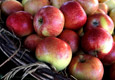 Крупный производитель яблок на Кубани в 2018г построит фруктохранилище на 9 тыс. тонн