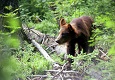 Жители Магадана за 10 дней восемь раз жаловались на появлявшихся в городе медведей
