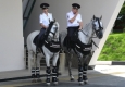 Следователи заинтересовались содержанием полицейских лошадей в Саратове, где за месяц от истощения погибли два животных