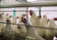На Челябинской птицефабрике проведут проверку из-за жалоб жителей на неприятный запах