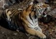 Специалистам не удалось спасти тигра, найденного на реке Бикин