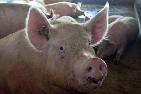 Около 1 тыс. свиней погибли на ферме под Тюменью от удара током