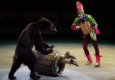 Медведица сбежала из передвижного цирка в Воронежской области