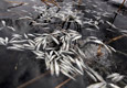 Эксперты назвали причину гибели рыбы в таежной реке Иркутской области