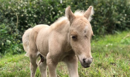Малыш пони впервые родился на конном дворе музея 