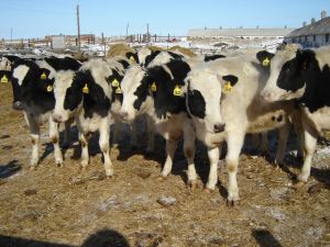 СДС-Агро направил на развитие племенного животноводства более 10,5 млн рублей