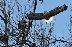 Краснокнижные орланы-белохвосты начали возвращаться на тюменские озера