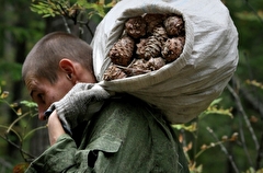 Таможенники предотвратили контрабанду 20 тонн кедровых орехов из Приморья в КНР