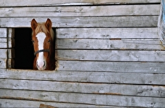 Карантин по инфекционному заболеванию лошадей сняли в Ухте