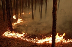Пять природных пожаров произошло за выходные на Кубани - МЧС