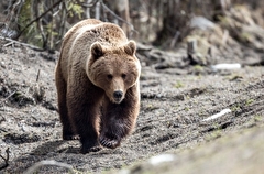 Буферную зону "Красноярских столбов" закрыли из-за опасности встретить медведя