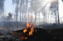 Природные пожары начались в Новосибирской области