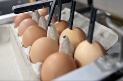 Калининградская птицефабрика "Гурьевская" и торгсети снизят к Пасхе цены на яйца - власти