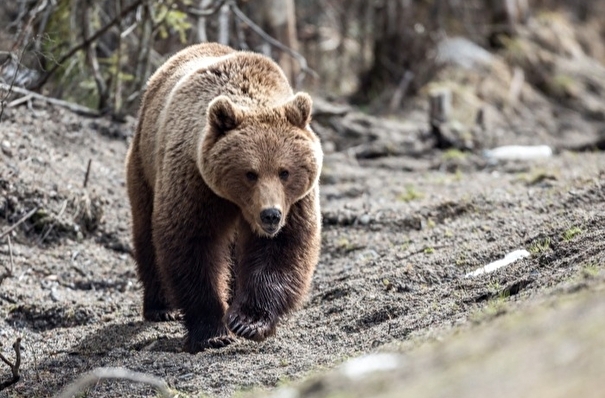 Буферную зону "Красноярских столбов" закрыли из-за опасности встретить медведя