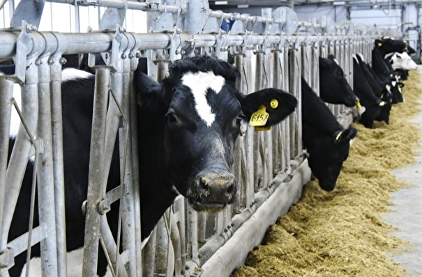 Ростовская область в 2024г увеличит поддержку молочного животноводства в 1,6 раза