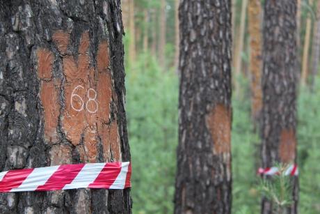 Лесоводы Алтайского края предлагают внедрить шведскую модель лесопользования