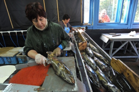 Налоговые сборы для градообразующих рыбопромышленных предприятий могут снизить