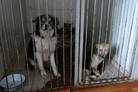 Столичные прокуроры проверят факты жестокого обращения с животными в приюте