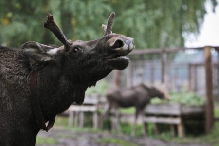 Около 250 кг лосиных рогов пытался незаконно ввезти в Россию житель Белоруссии