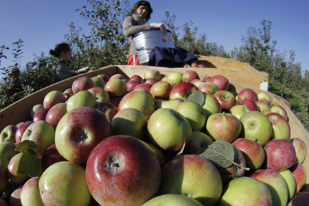 Почти 29 тонн контрабандных яблок уничтожено в Смоленской и Ростовской областях