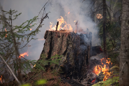 Более полусотни лесных пожаров потушено за месяц в ХМАО, действует один