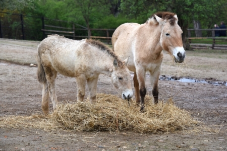 В Оренбуржье впервые родилась лошадь Пржевальского
