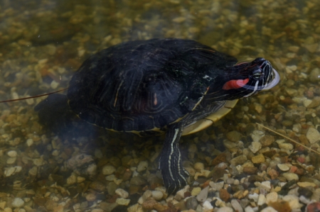 Ученые Валдайского нацпарка спасли выброшенную хозяевами красноухую черепаху