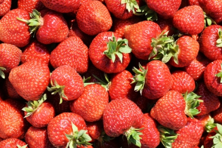 Почти 500 тонн ягод купили москвичи на фестивале клубники