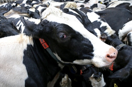 Льняной комплекс, молочное животноводство и переработку сельхозпродукции будут развивать в Тверской области