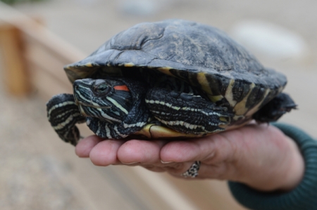 Спасенная валдайскими учеными красноухая черепаха нашла новый дом в Латвии