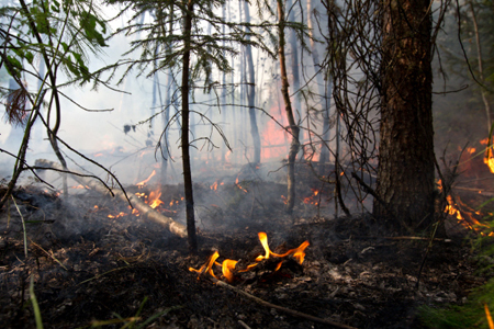 Площадь лесных пожаров в Красноярском крае достигла 5,3 тыс. га