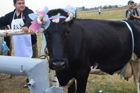 Парад коров пройдет на молочном фестивале "За Окой пасутся КО..." в Рязанской области