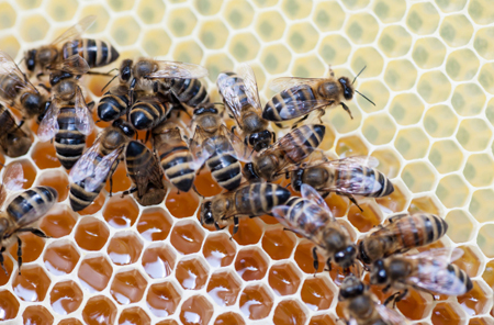 Массовая гибель пчел зафиксирована в Калининградской области