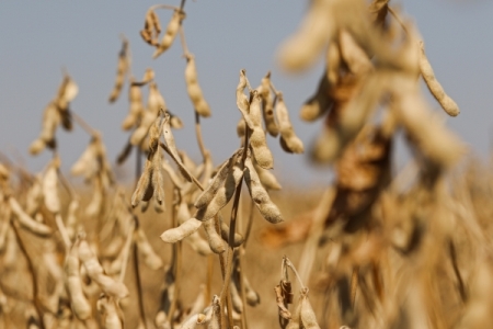 Хозяйства Ивановской области убрали более половины зерновых и зернобобовых культур