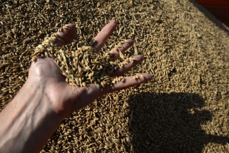 Россия в середине сентября может начать зерновые интервенции в Сибири и на Урале