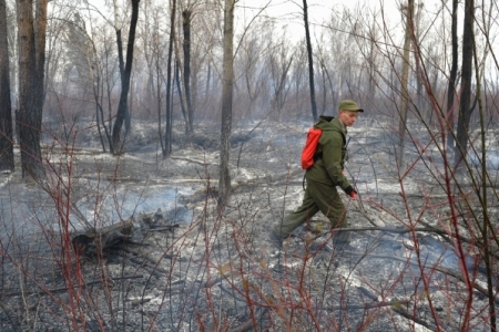 Площадь лесных пожаров в Томской области снизилась в пять раз