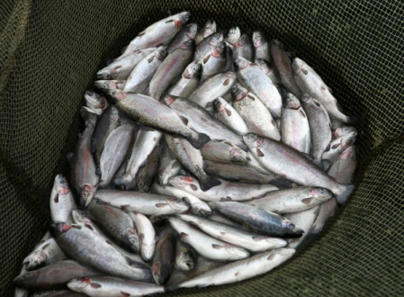 Прокуратура заинтересовалась ситуацией с гибелью рыбы в водохранилище Нижнего Тагила