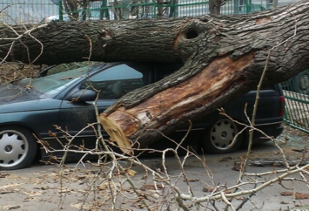 Штормовой ветер повалил в Петербурге около сотни деревьев