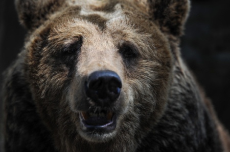 Убит медведь, напавший на сотрудника "АЛРОСА" в Якутии