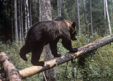 Нижегородские грибники все чаще стали встречаться в лесах с медведями