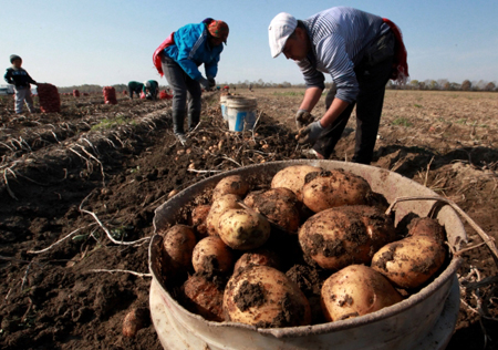 Фестиваль тамбовской картошки пройдет в рамках Покровской ярмарки в Тамбове