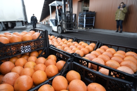 "Сад Гигант-Ингушетия" ввел фруктохранилища на 6,5 тыс. тонн