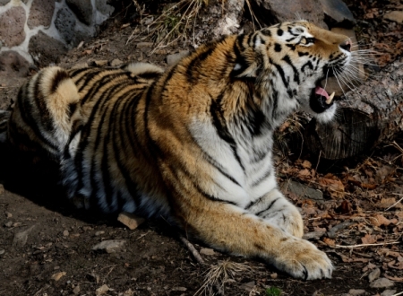 Специалисты поймали тигра, гулявшего по улицам Владивостока
