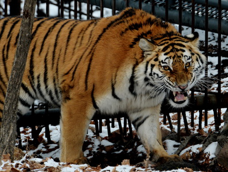 Минприроды решит судьбу тигра, пойманного под Владивостоком